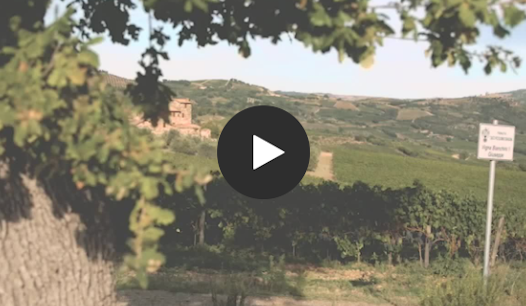 Ciacci Piccolomini d’Aragona winery creates a perfect blend of tradition and technology with Microsoft Teams