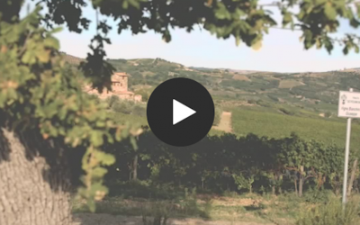 Ciacci Piccolomini d’Aragona winery creates a perfect blend of tradition and technology with Microsoft Teams